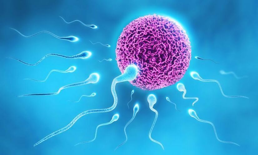 spermatosoidid meeste määrdeaine koostises